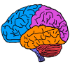 brain